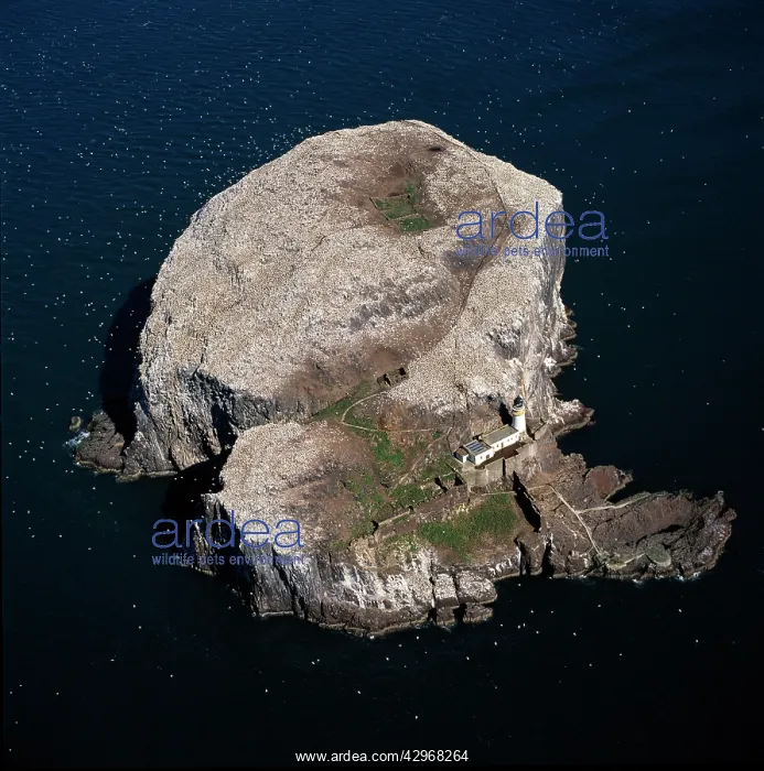: Aerial image of Scotland, UK: Bass Rock (The Bass) : Aerial image of Scotland, UK: Bass Rock (The Bass)