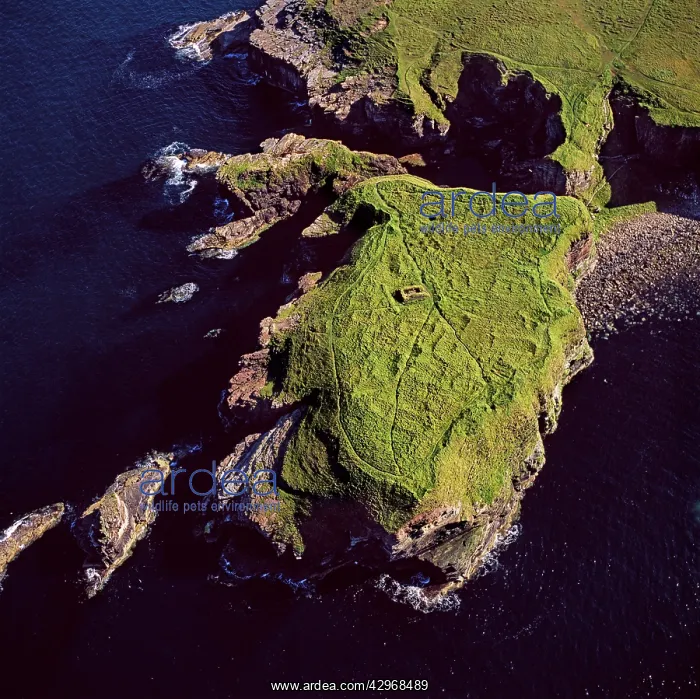 : Aerial image of Scotland, UK: Brough of Deerness : Aerial image of Scotland, UK: Brough of Deerness