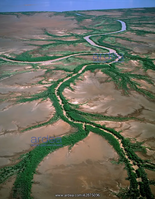 : Aerial - King Sound near Derby: tidal flats, mangrove-lined : Aerial - King Sound near Derby: tidal flats, mangrove-lined