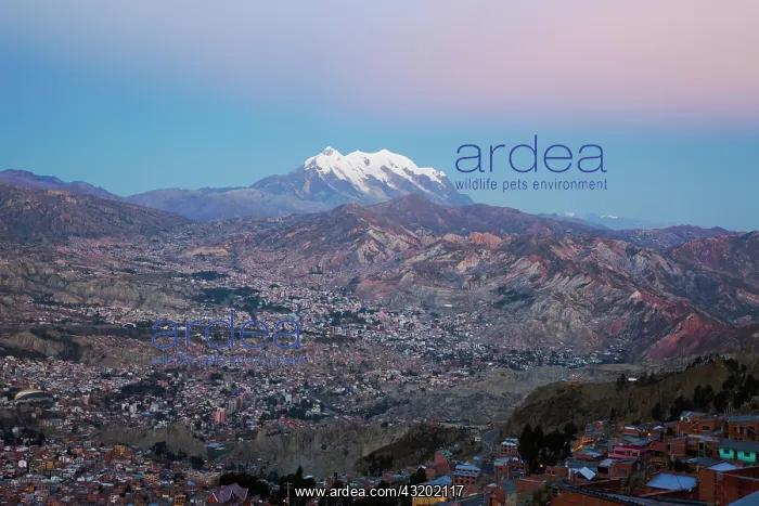 : Aerial of La Paz and Mount Illimani at dusk with pink light : Aerial of La Paz and Mount Illimani at dusk with pink light