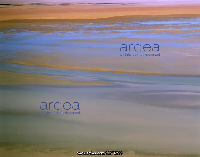  : Aerial - Lake Eyre North filling up