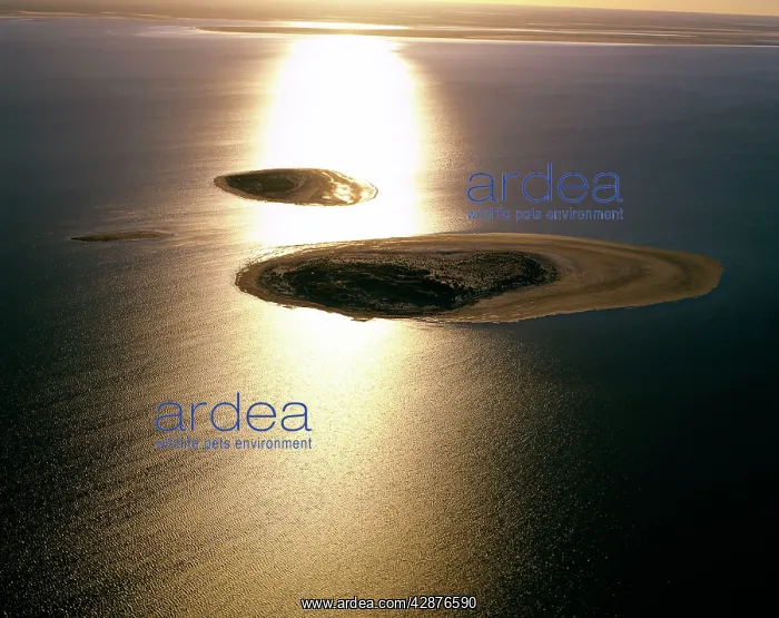 : Aerial - Lake Eyre South: unnamed islands surrounded : Aerial - Lake Eyre South: unnamed islands surrounded