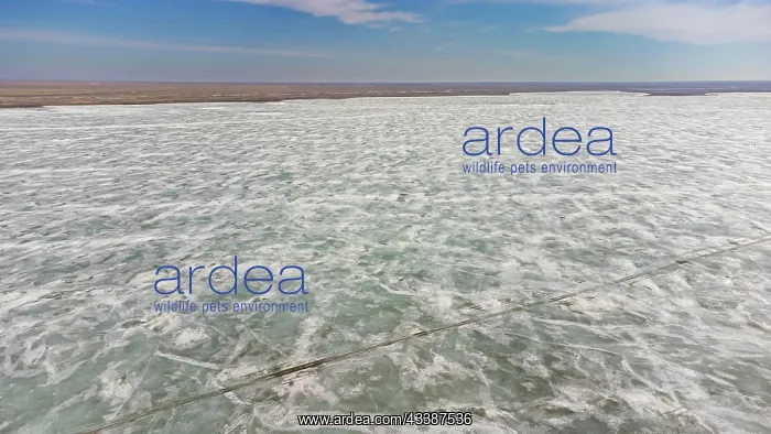: Aerial of lake Tengiz, Korgalzhyn Nature Reserve : Aerial of lake Tengiz, Korgalzhyn Nature Reserve
