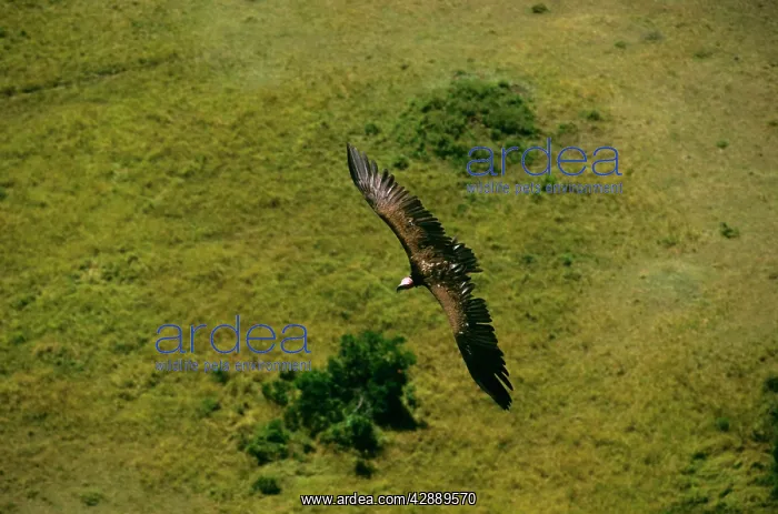  : Aerial - Lappet-faced Vulture - in flight