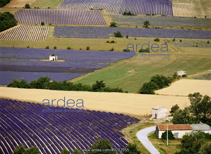 : Aerial Lavender field (Large format sizes : Aerial Lavender field (Large format sizes