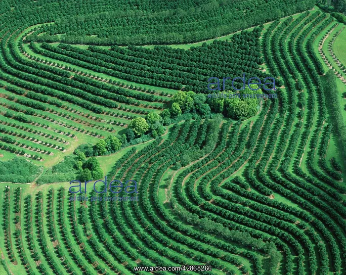 : Aerial - Macadamia nut plantation Sunshine Coast : Aerial - Macadamia nut plantation Sunshine Coast