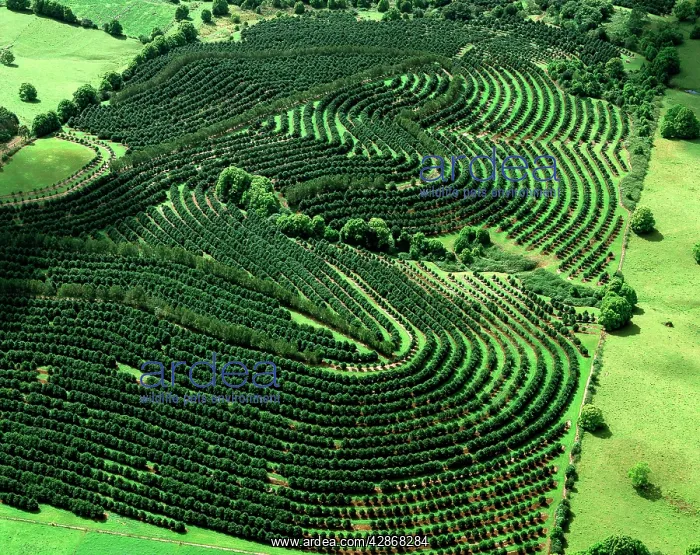 : Aerial - Macadamia plantation Sunshine Coast : Aerial - Macadamia plantation Sunshine Coast