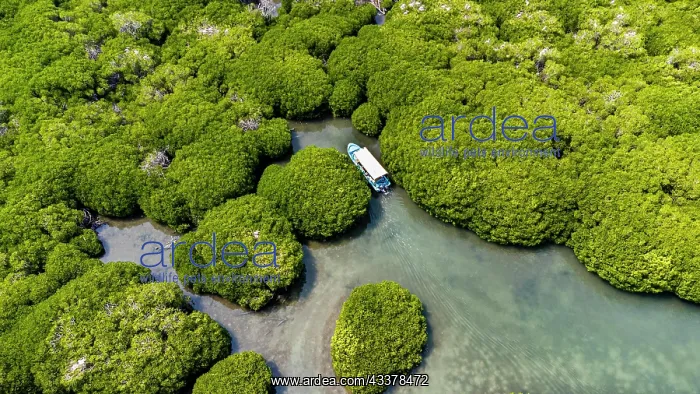 : Aerial of the Mangrove forest, Farasan islands : Aerial of the Mangrove forest, Farasan islands