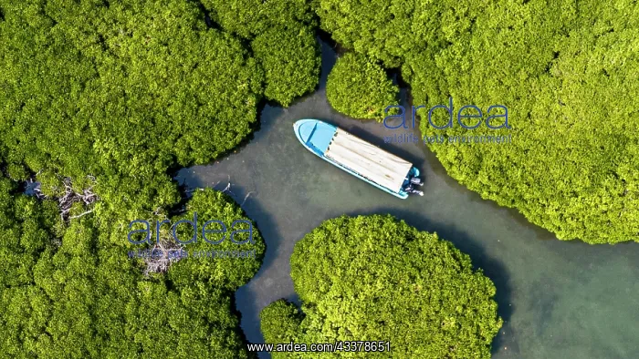 : Aerial of the Mangrove forest, Farasan islands : Aerial of the Mangrove forest, Farasan islands