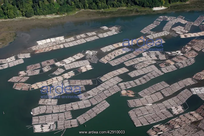  : Aerial of mass of logs in water a wood train