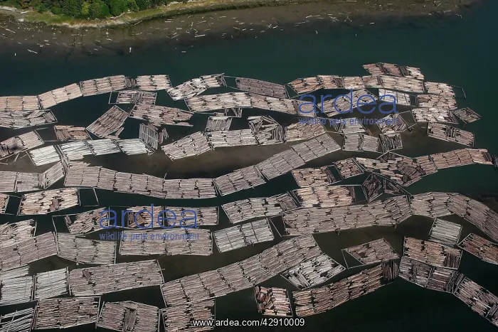 : Aerial of mass of logs in water a wood train : Aerial of mass of logs in water a wood train