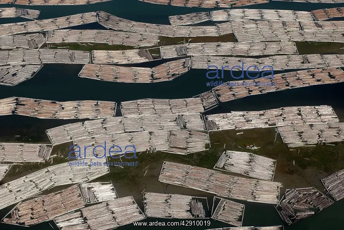 : Aerial of mass of logs in water a wood train : Aerial of mass of logs in water a wood train