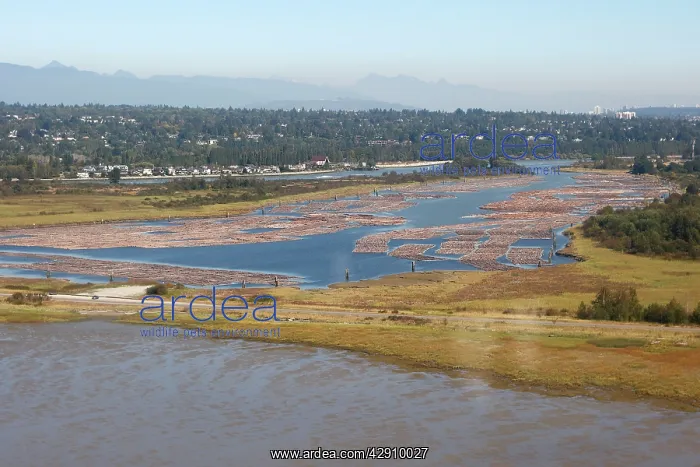 : Aerial of mass of logs in water a wood train : Aerial of mass of logs in water a wood train