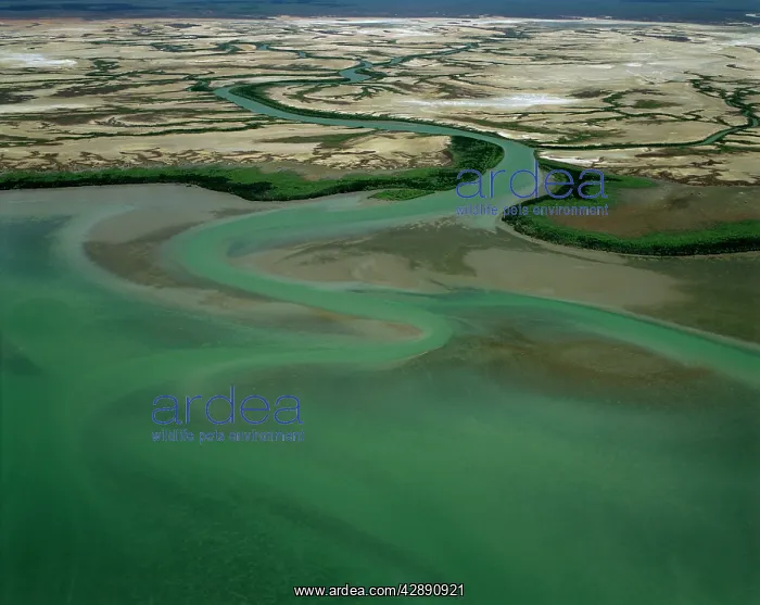 : Aerial - McArthur River near delta Gulf of Carpentaria : Aerial - McArthur River near delta Gulf of Carpentaria