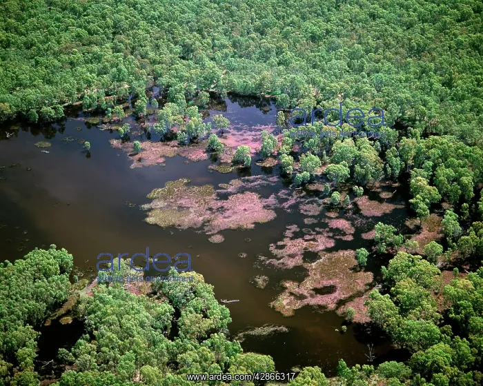 : Aerial - Murray River and billabong : Aerial - Murray River and billabong