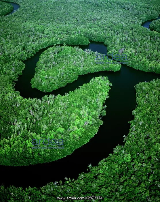 : Aerial - Newcastle Bay and Kennedy Inlet - with mangroves : Aerial - Newcastle Bay and Kennedy Inlet - with mangroves