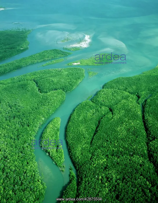 : Aerial - Newcastle Bay, Kennedy Inlet and mangroves : Aerial - Newcastle Bay, Kennedy Inlet and mangroves
