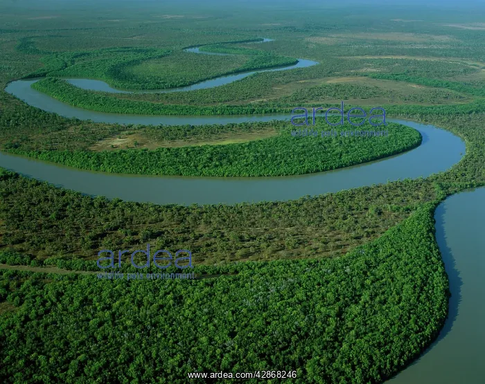 : Aerial - North Kennedy River with mangrove-lined banks : Aerial - North Kennedy River with mangrove-lined banks