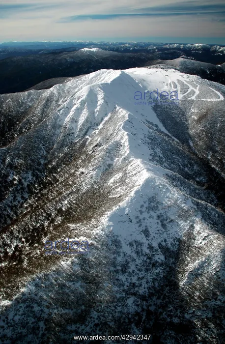 : Aerial of.Mount Buller Alpine Resort.Mount Stirling : Aerial of.Mount Buller Alpine Resort.Mount Stirling
