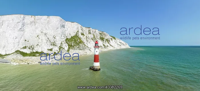 : Aerial panorama of the chalk cliffs with Beachy : Aerial panorama of the chalk cliffs with Beachy