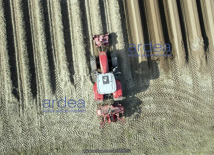 : An aerial photo shows a tractor in a large asparagus : An aerial photo shows a tractor in a large asparagus