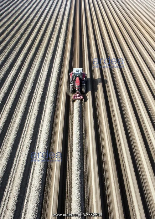 : An aerial photo shows a tractor in a large asparagus : An aerial photo shows a tractor in a large asparagus