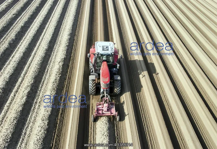: An aerial photo shows a tractor in a large asparagus : An aerial photo shows a tractor in a large asparagus