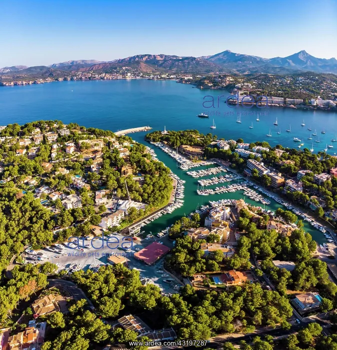 : Aerial photo, view of Santa Ponca and the marina : Aerial photo, view of Santa Ponca and the marina