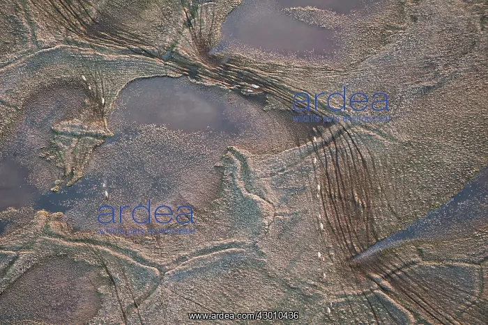 : Aerial Porcupine Caribou herd migrating leaving : Aerial Porcupine Caribou herd migrating leaving