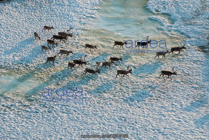 : Aerial Porcupine Caribou herd migrating leaving : Aerial Porcupine Caribou herd migrating leaving