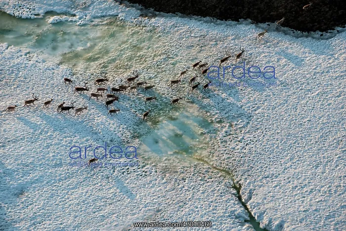 : Aerial Porcupine Caribou herd migrating leaving : Aerial Porcupine Caribou herd migrating leaving