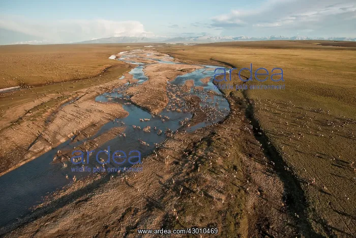 : Aerial Porcupine Caribou herd migrating leaving : Aerial Porcupine Caribou herd migrating leaving