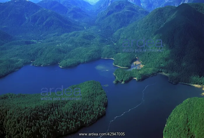 : Aerial of Princess Royal Island : Aerial of Princess Royal Island