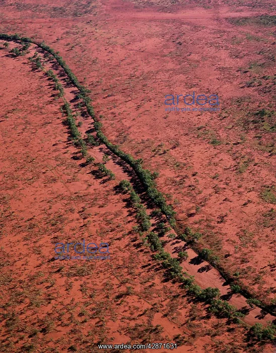 : Aerial - Red river gum - growing along river bed : Aerial - Red river gum - growing along river bed