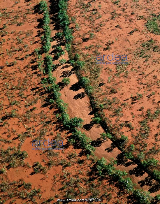 : Aerial - Red river Gum - Growing along river bed : Aerial - Red river Gum - Growing along river bed