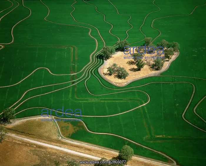 : Aerial - Ricefield - Barham : Aerial - Ricefield - Barham