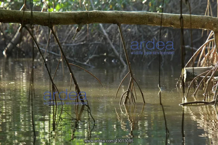 : Aerial roots of Red Mangrove Swamp in the Caroni : Aerial roots of Red Mangrove Swamp in the Caroni