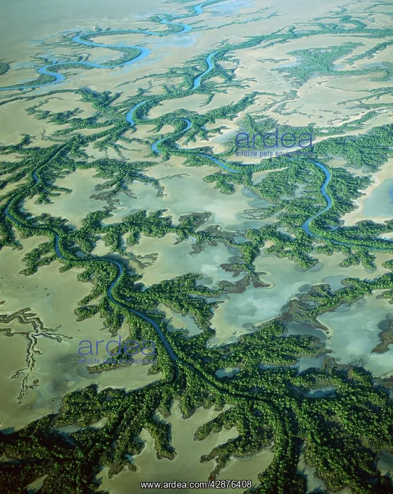 : Aerial - Roper River delta with saline flats and : Aerial - Roper River delta with saline flats and