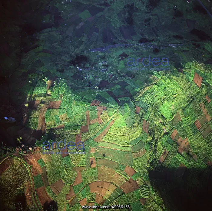 : Aerial - Rwanda - Africa - Intensive agriculture : Aerial - Rwanda - Africa - Intensive agriculture