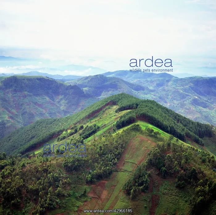: Aerial - Rwanda - Africa - Intensive agriculture : Aerial - Rwanda - Africa - Intensive agriculture
