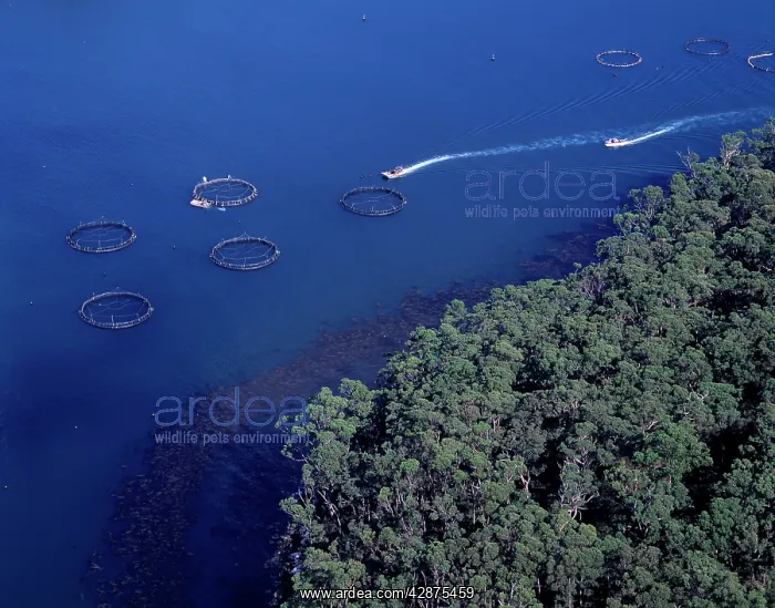 : Aerial - Salmon farming off Port Arthur (aquaculture) : Aerial - Salmon farming off Port Arthur (aquaculture)