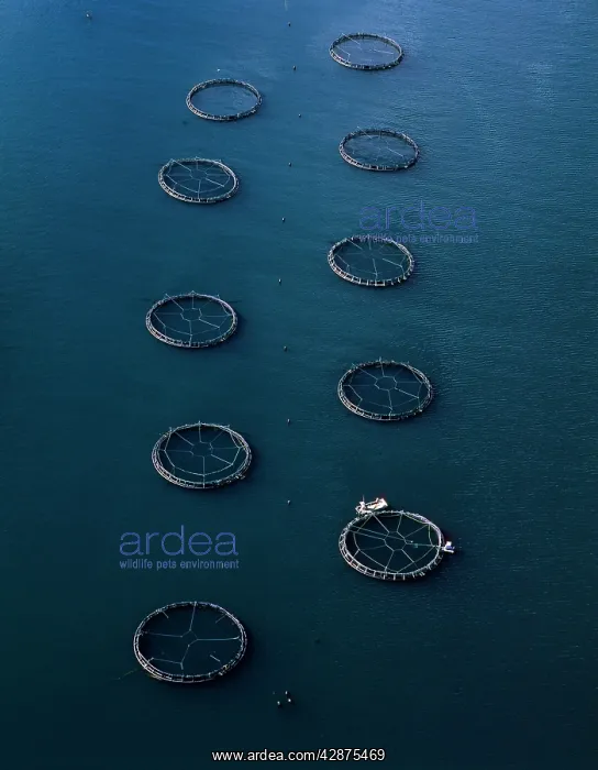  : Aerial - Salmon farming off Port Arthur (aquaculture)