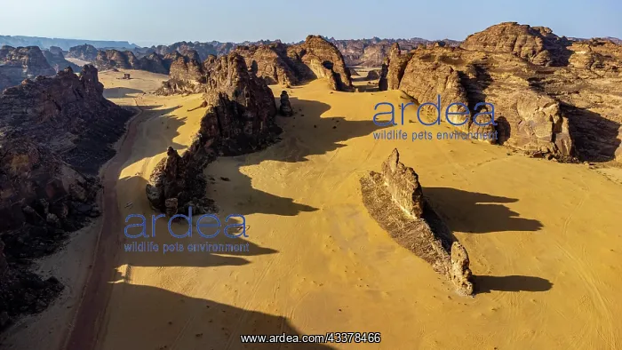 : Aerial of a sandstone canyon, Al Ula, Kingdom of : Aerial of a sandstone canyon, Al Ula, Kingdom of