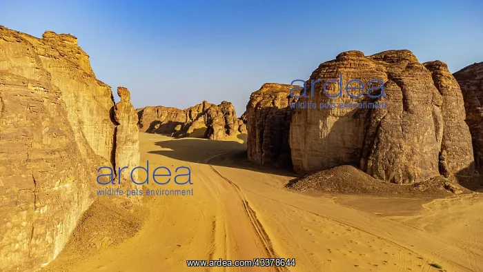 : Aerial of a sanstone canyon, Al Ula, Kingdom of : Aerial of a sanstone canyon, Al Ula, Kingdom of
