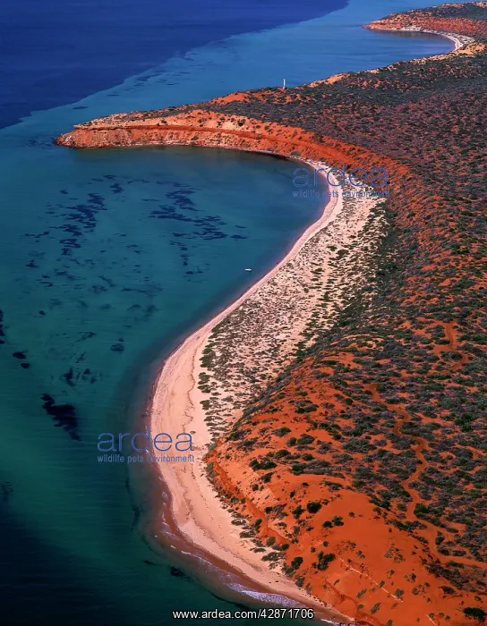: Aerial - Seagrass bed / dugong habitat at Cape : Aerial - Seagrass bed / dugong habitat at Cape