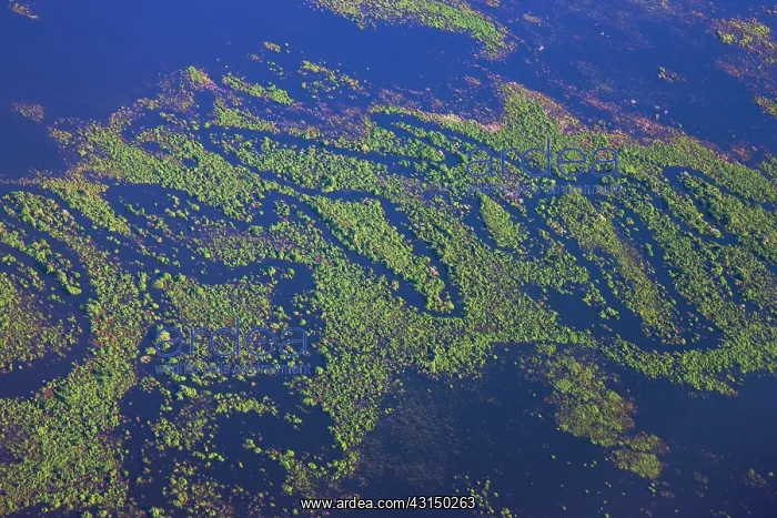 : Aerial of small winding river and savannah : Aerial of small winding river and savannah