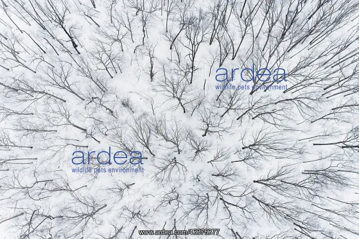 : Aerial of snow-covered woods Stephen A. Forbes State : Aerial of snow-covered woods Stephen A. Forbes State