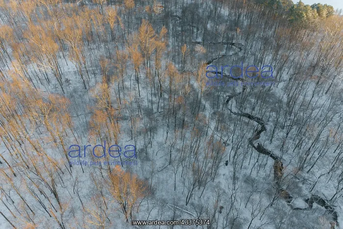 : Aerial of snowy trees, Marion County, Illinois : Aerial of snowy trees, Marion County, Illinois