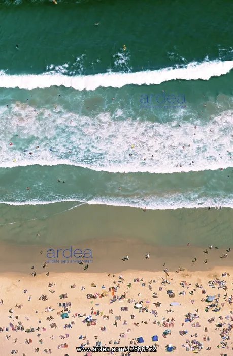 : Aerial - Swimmers and sunbathers : Aerial - Swimmers and sunbathers