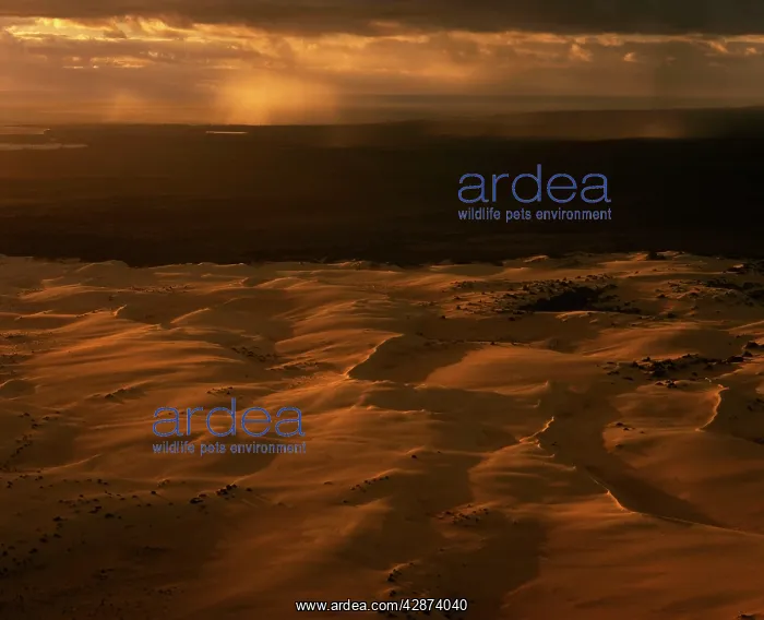 : Aerial: 'The PinnaclesI Desert Nambung National Park : Aerial: 'The PinnaclesI Desert Nambung National Park